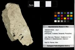 Foto (Objekt + Etiketten) von Prosopon sp. 